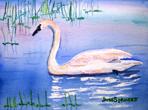trumpeter swan-2010 WC